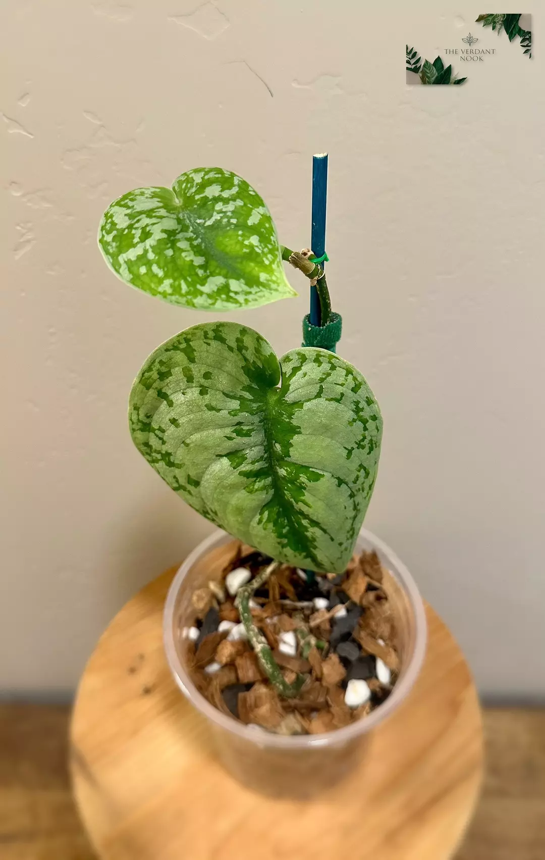 Scindapsus ‘Exotica’ thumbnail