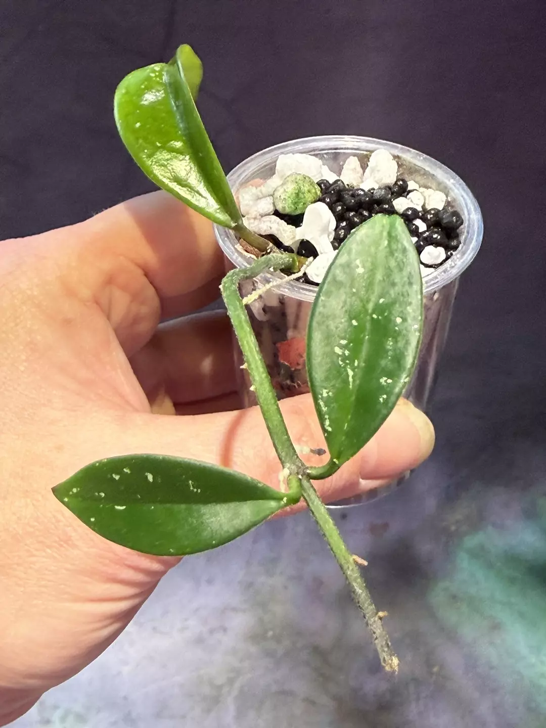 Hoya silver moon reverted thumbnail