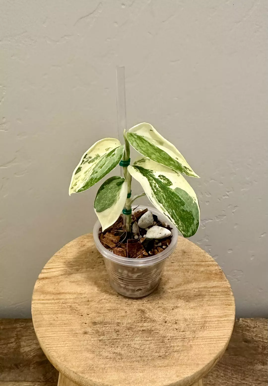 Dark Dragon Variegated - Scindapsus thumbnail