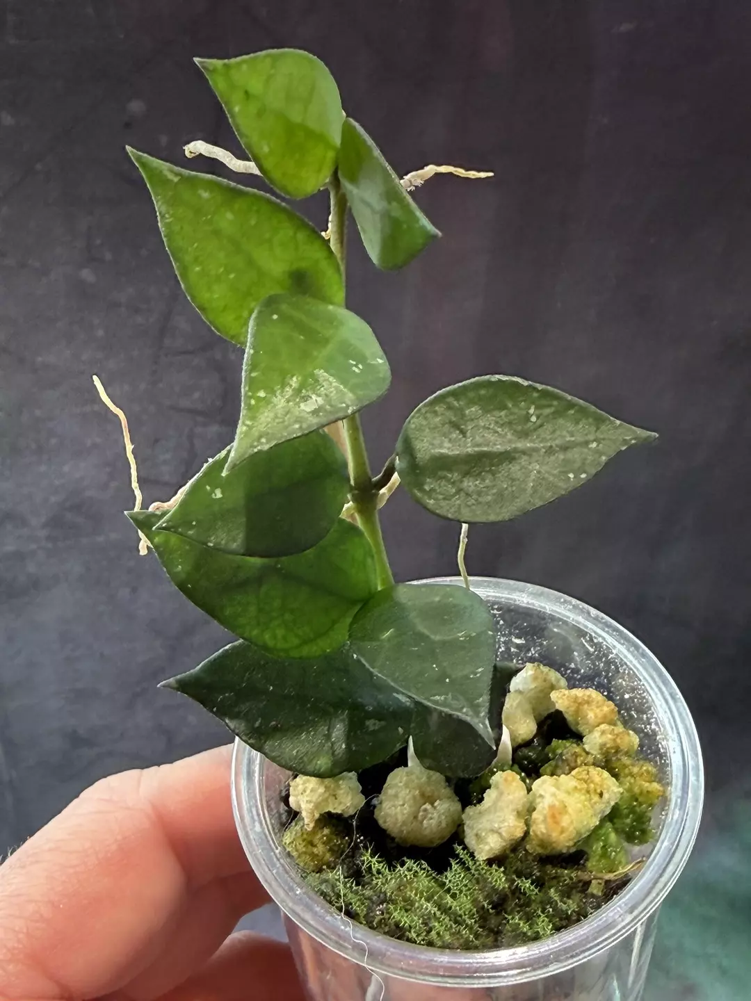 Hoya krohniana black thumbnail