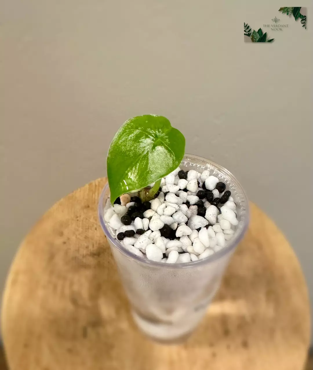 Gageana Aurea - Alocasia Pup thumbnail