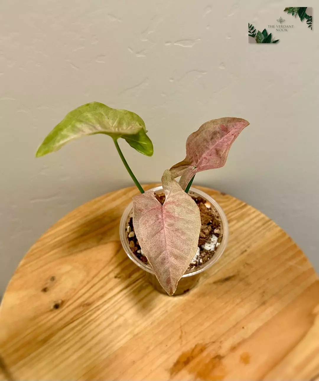 Pink Spot Double Variegated - Syngonium thumbnail