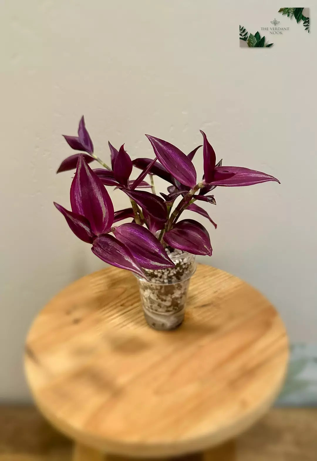 Tradescantia ‘Deep Purple’ thumbnail