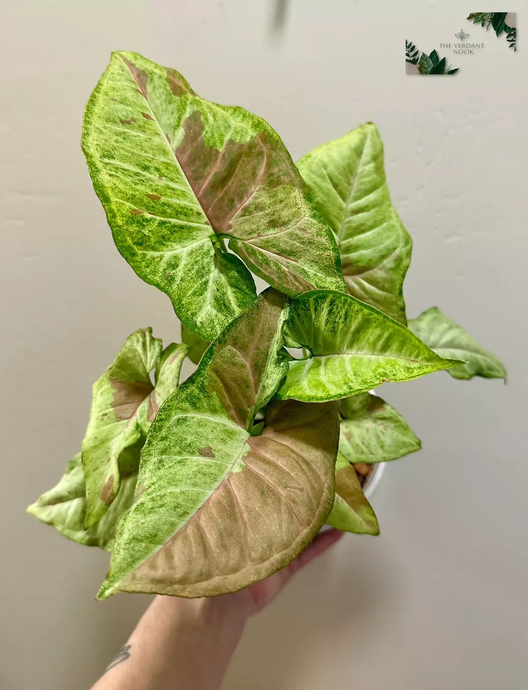 Confetti Tricolor - Syngonium thumbnail