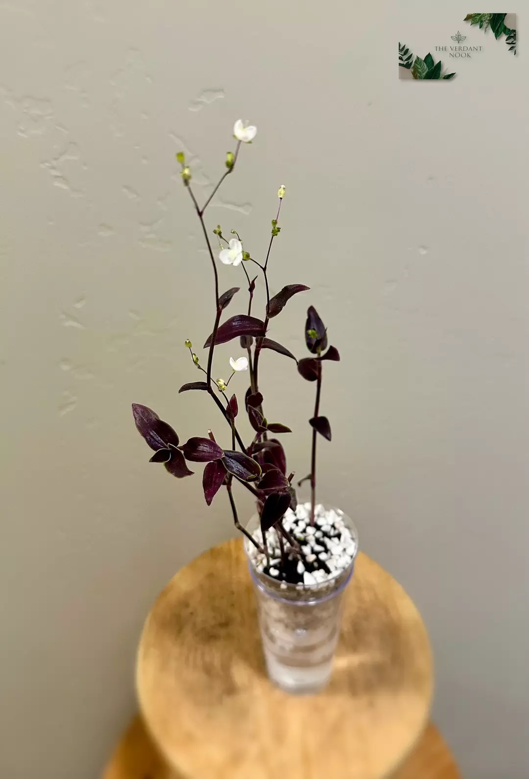 Gibasis ‘Jose Puig’ thumbnail