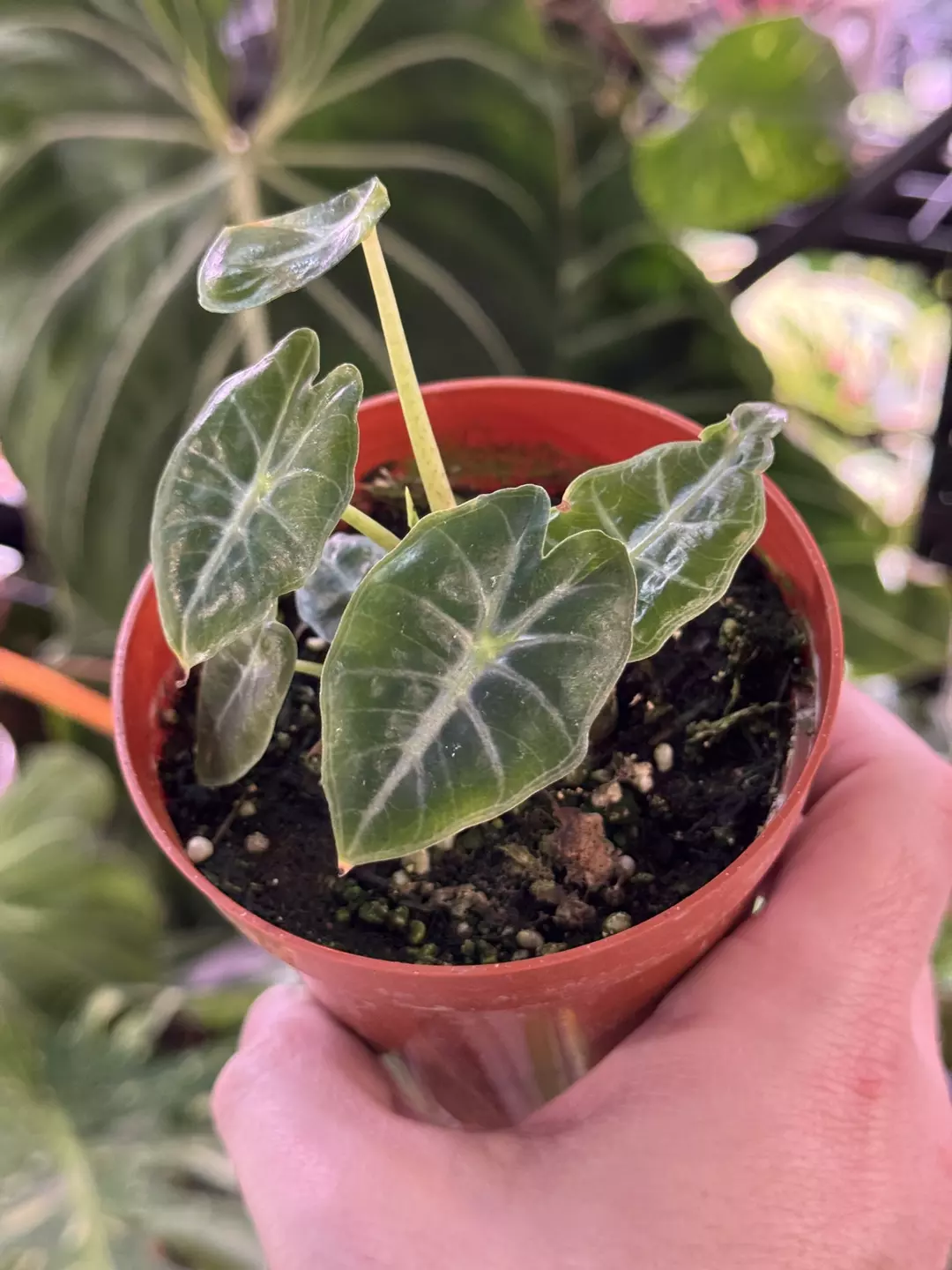 Alocasia Mandalay 1463 thumbnail