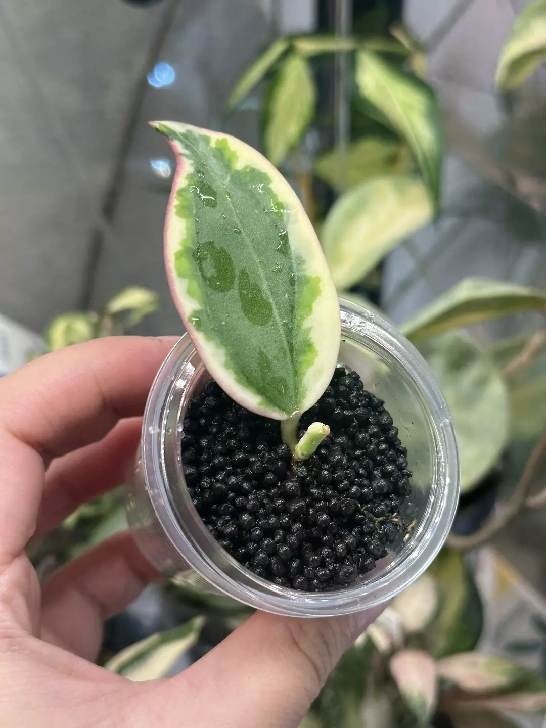 Rooted Emerald Frost with new growth thumbnail