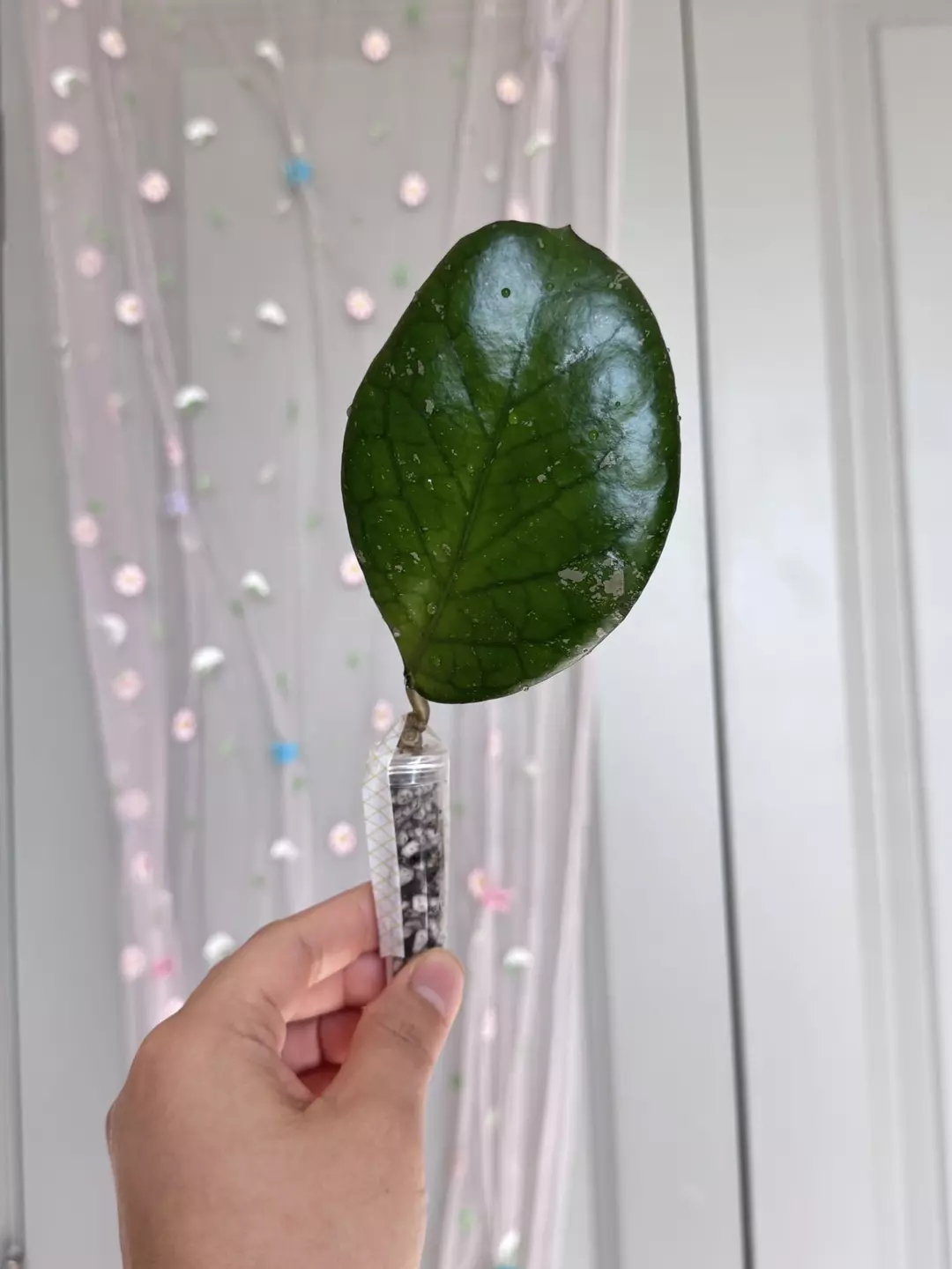 Hoya Priktai Russia (unrooted) thumbnail