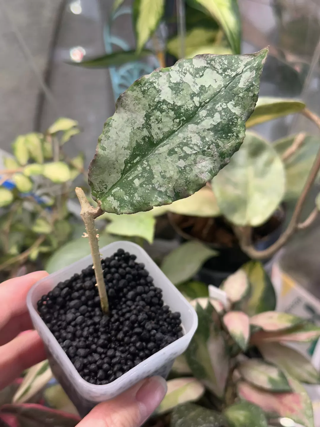 Rooted undulata silver clone 1 thumbnail