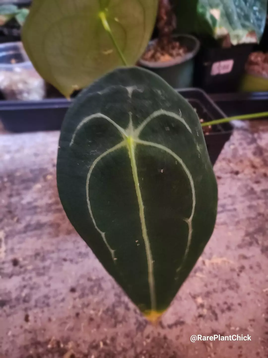 "Mind Flayer" Dark Form Forgetii HOLDBACK thumbnail