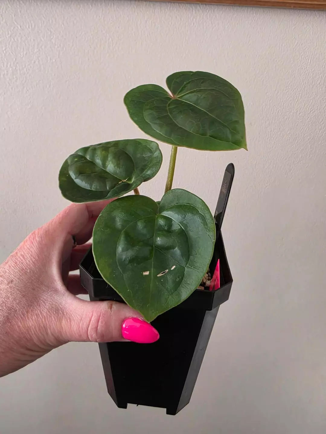 Anthurium Luxurians X Black widow Michelle thumbnail