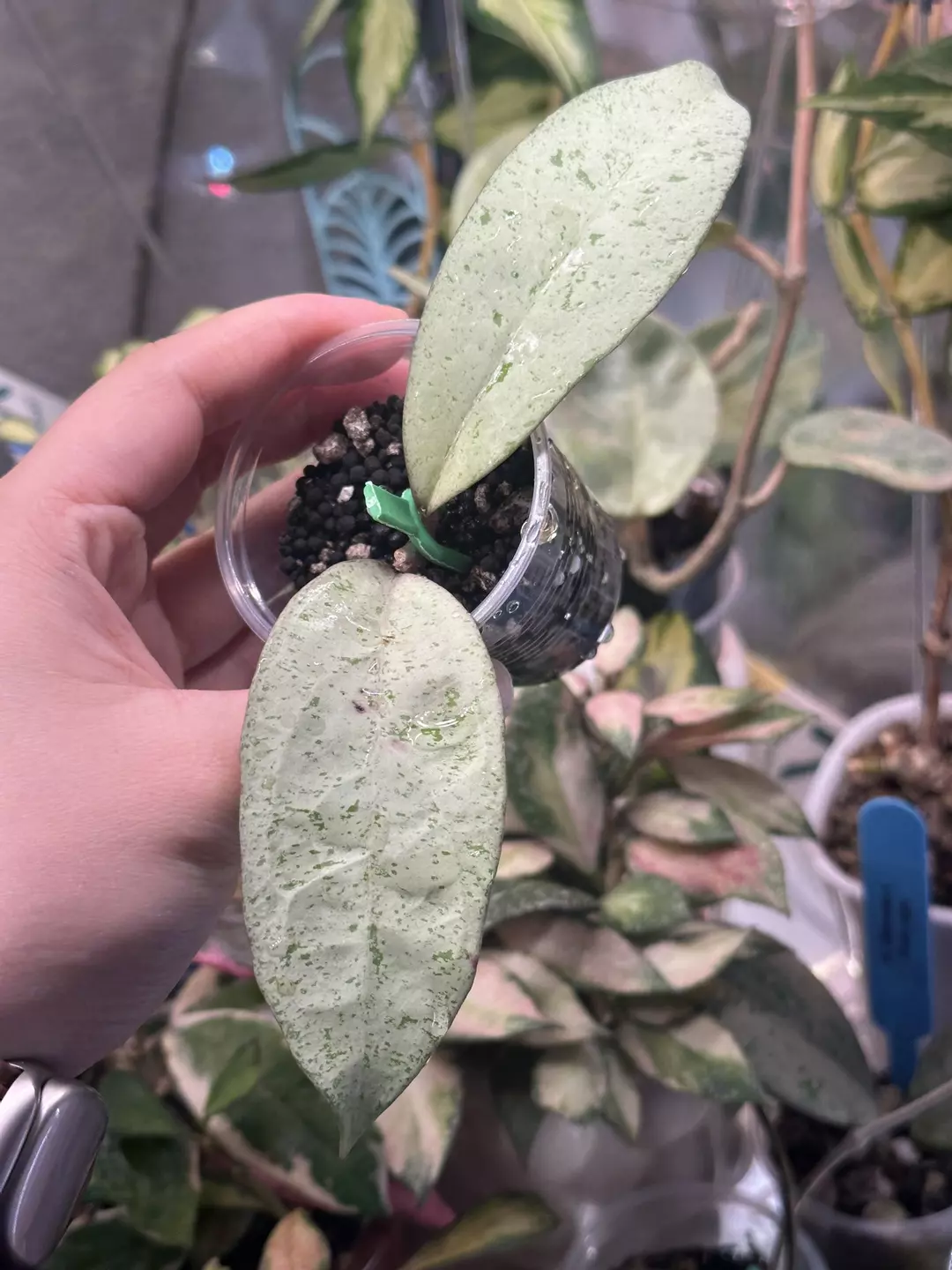 Rooted Hoya snowman thumbnail