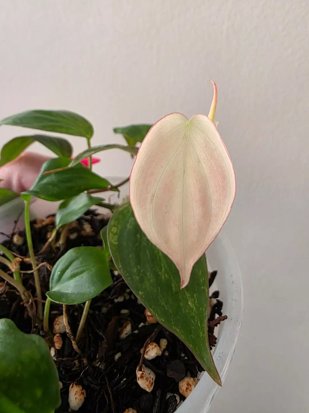 Pink marble micans thumbnail