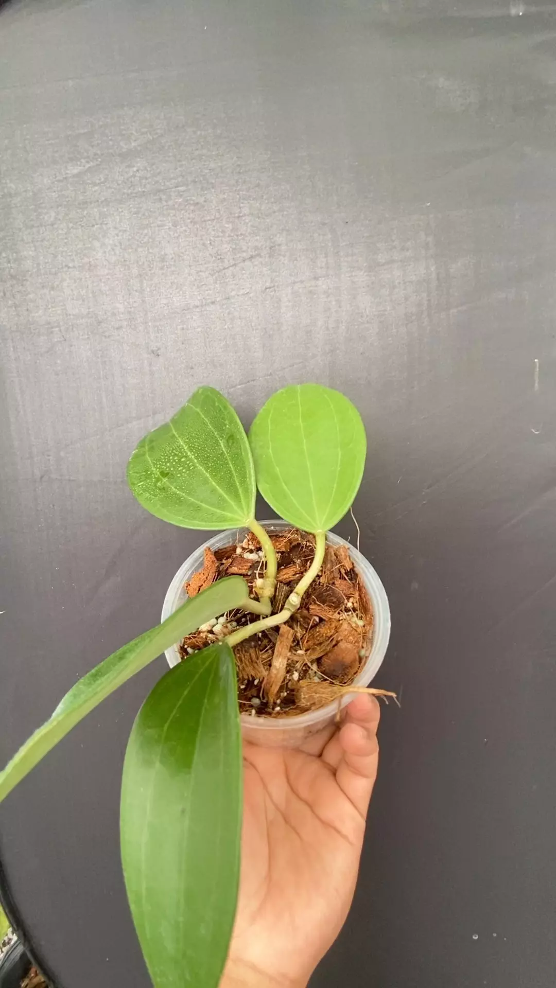 Hoya aff. latifolia IML 1590 x unknown (momma OP GN seedling) thumbnail