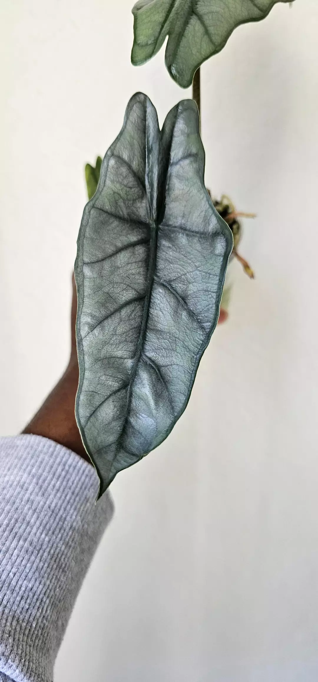 Metallic Blue Corm GC thumbnail