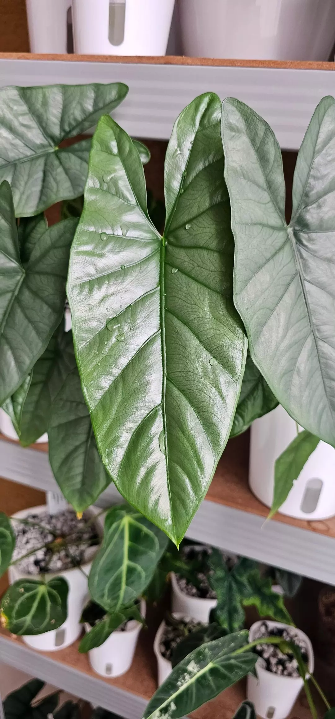 Corazon Corm GC thumbnail