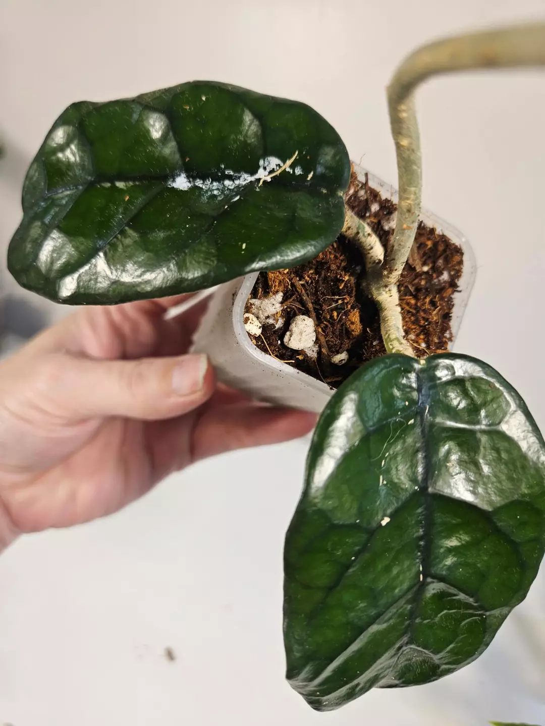 Hoya Globulosa Reg Form thumbnail
