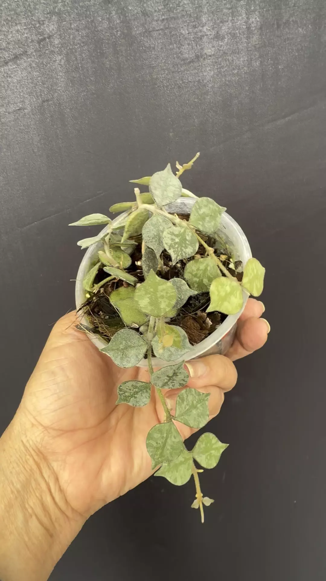 Hoya curtisii (Ted Green) high splash thumbnail