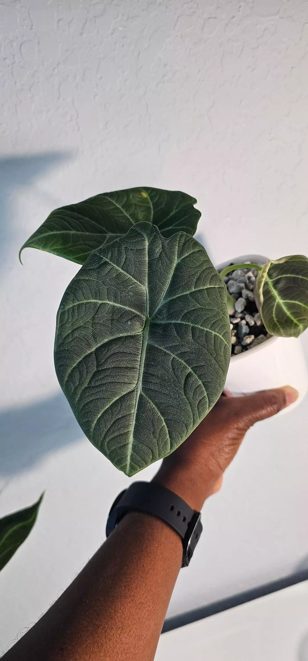 Maharani Corm GC thumbnail