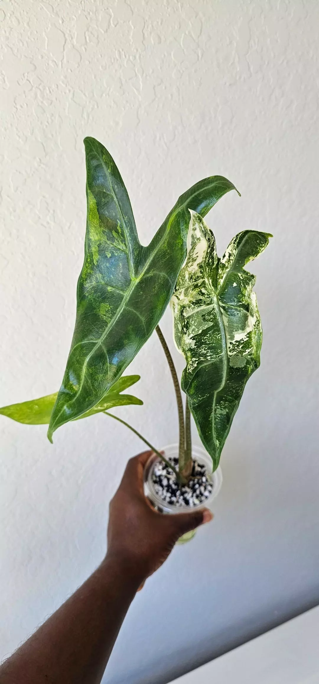 Longiloba Albo (big girl) thumbnail