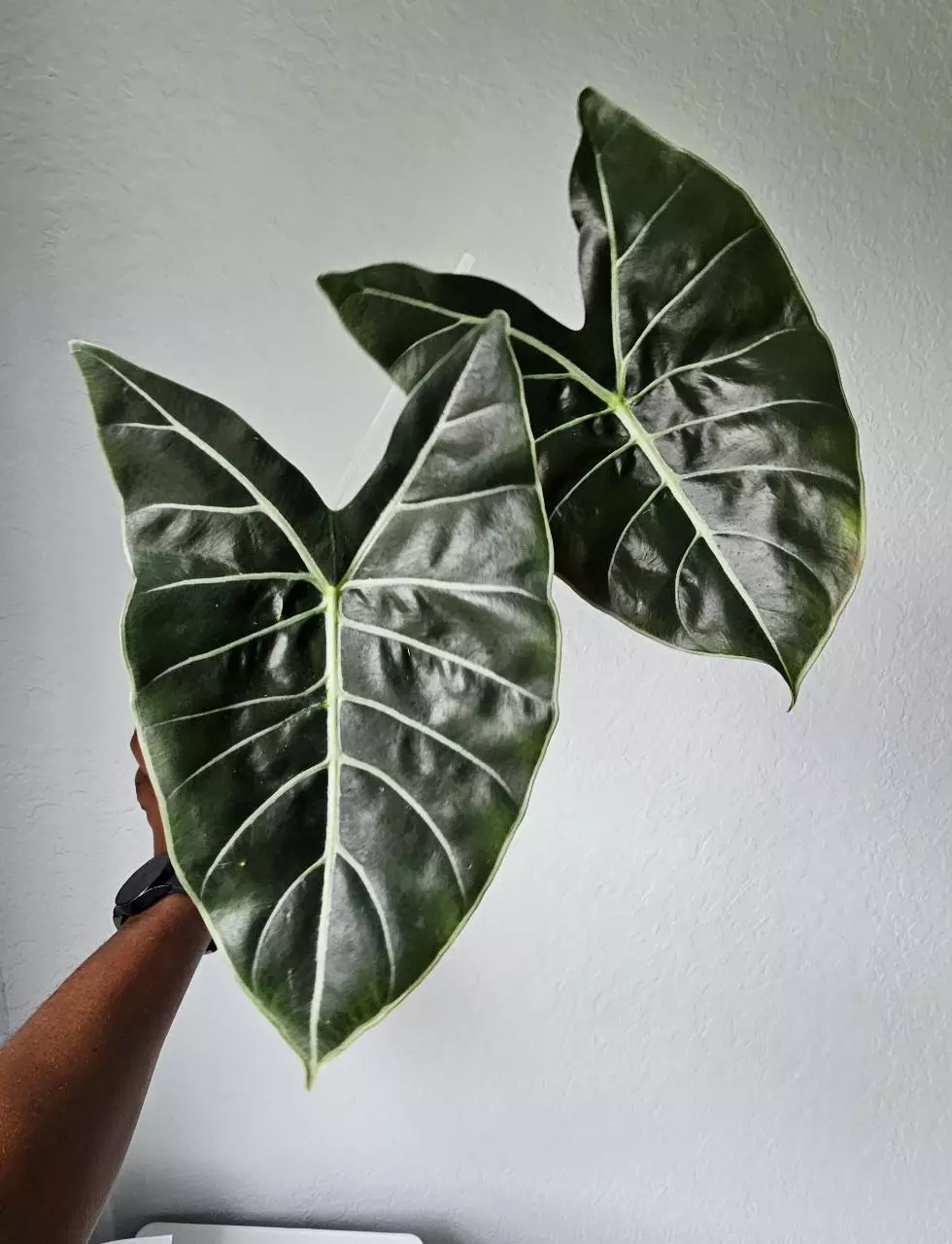 Dragon's Tooth Corm GC thumbnail