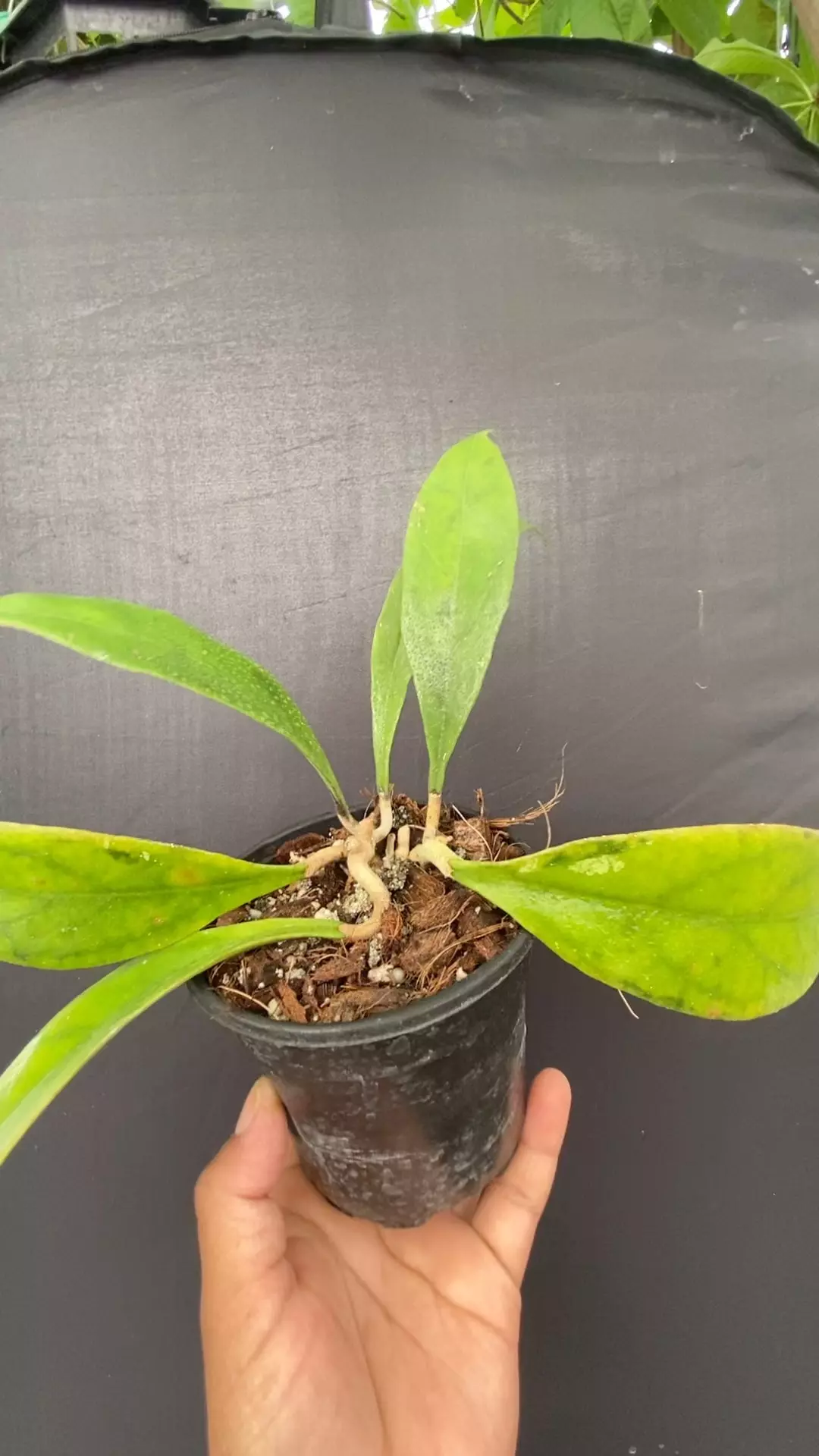 Hoya estrellaensis IML 1256 thumbnail