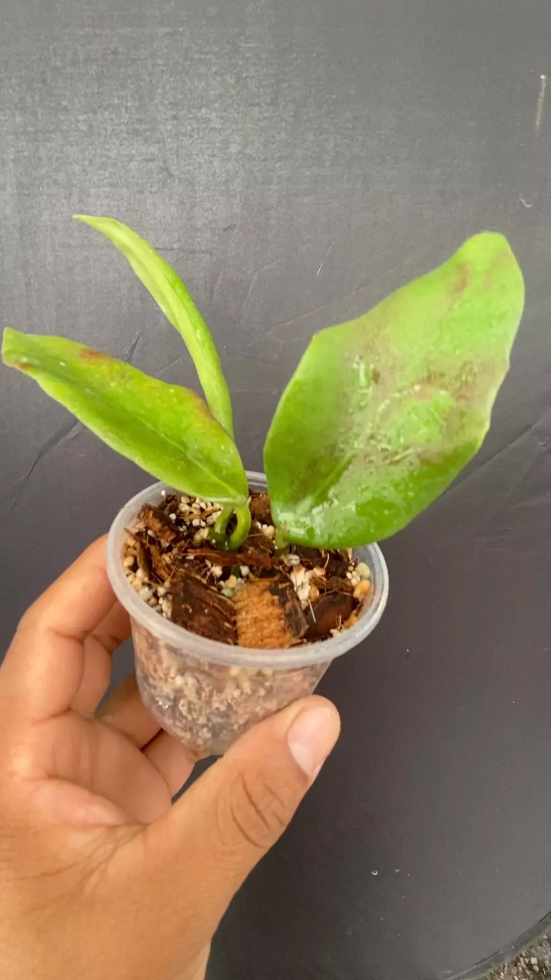 Hoya minahassae IML 1863 thumbnail