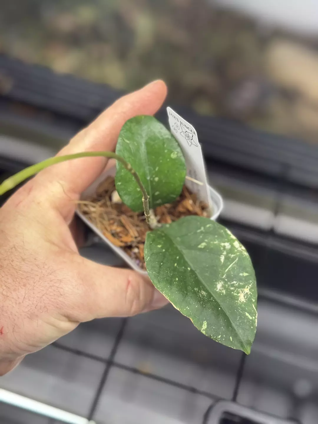 Hoya sp. Aceh ‘Manohara’ thumbnail