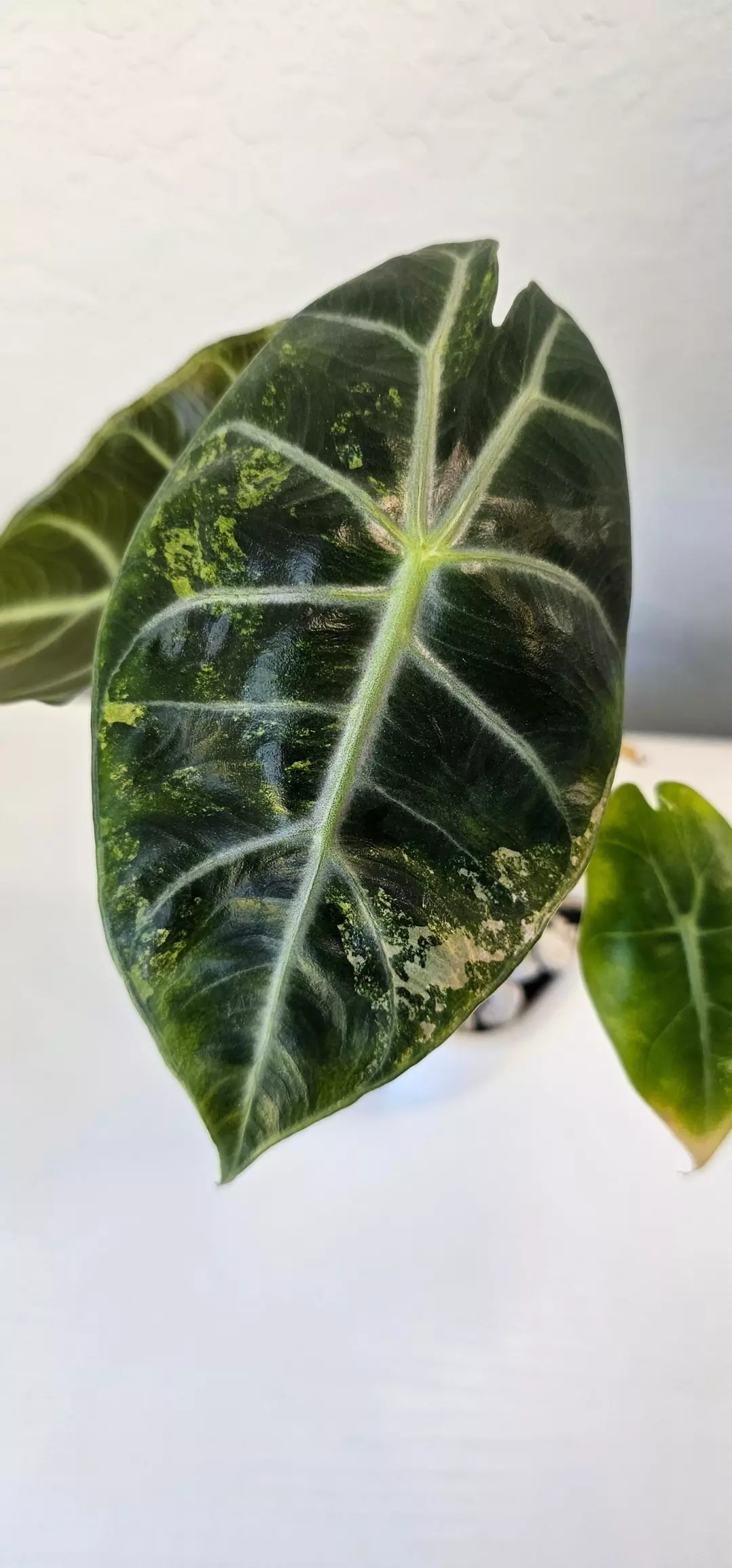 Nairobi Nights Variegated Corm GC thumbnail