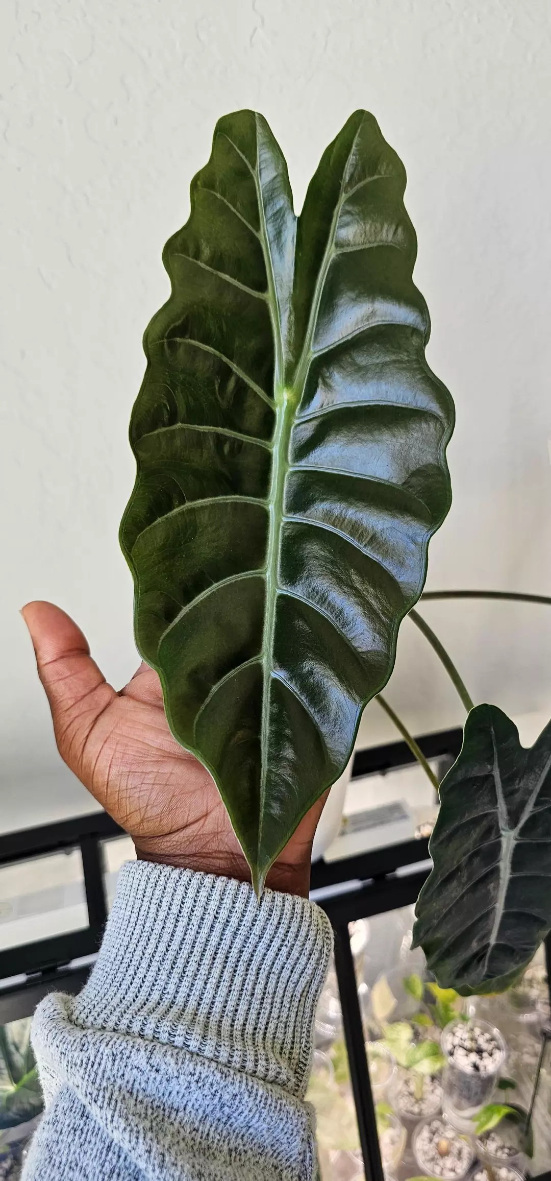 Chantrieri Corm thumbnail