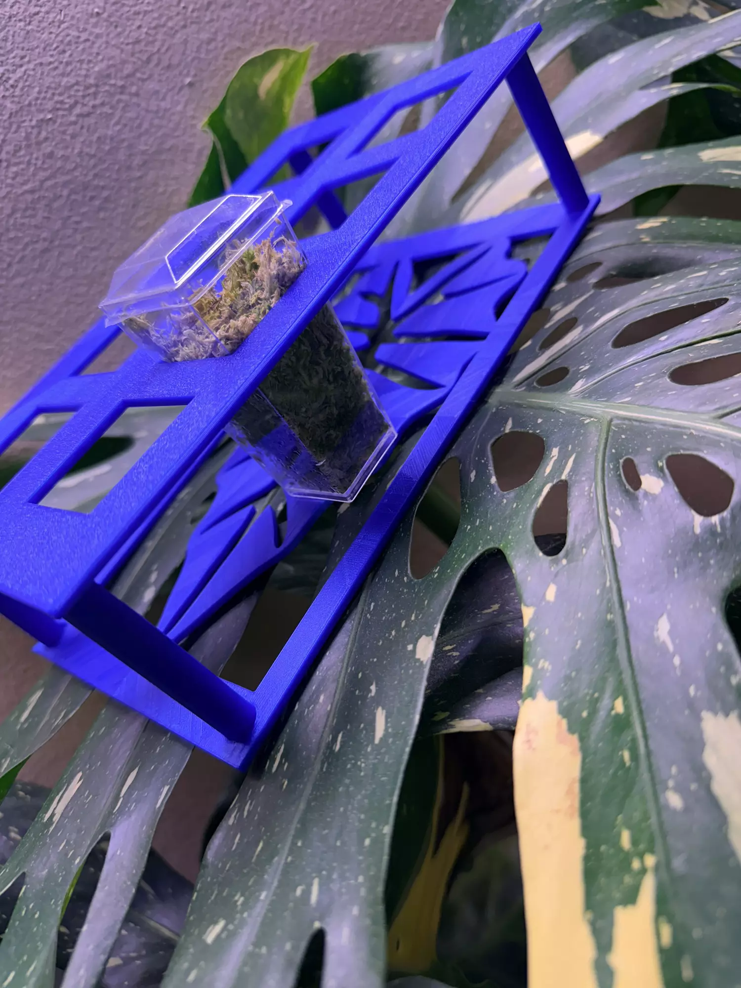 plant/Custom square corm cup holder with cups-4