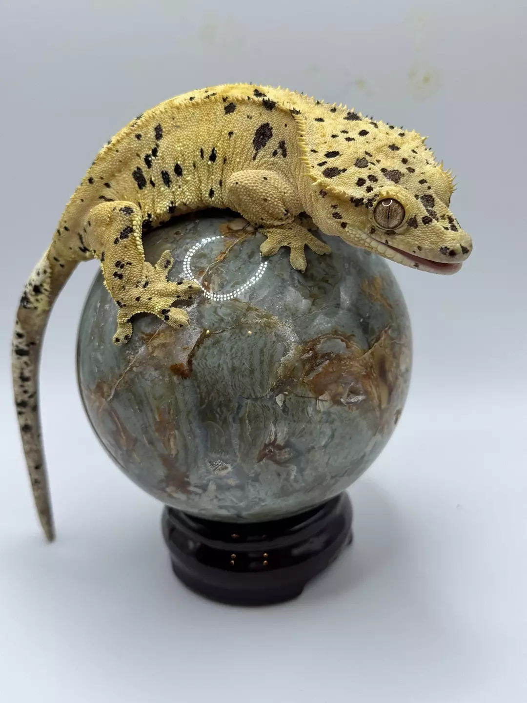 RTB female thumbnail