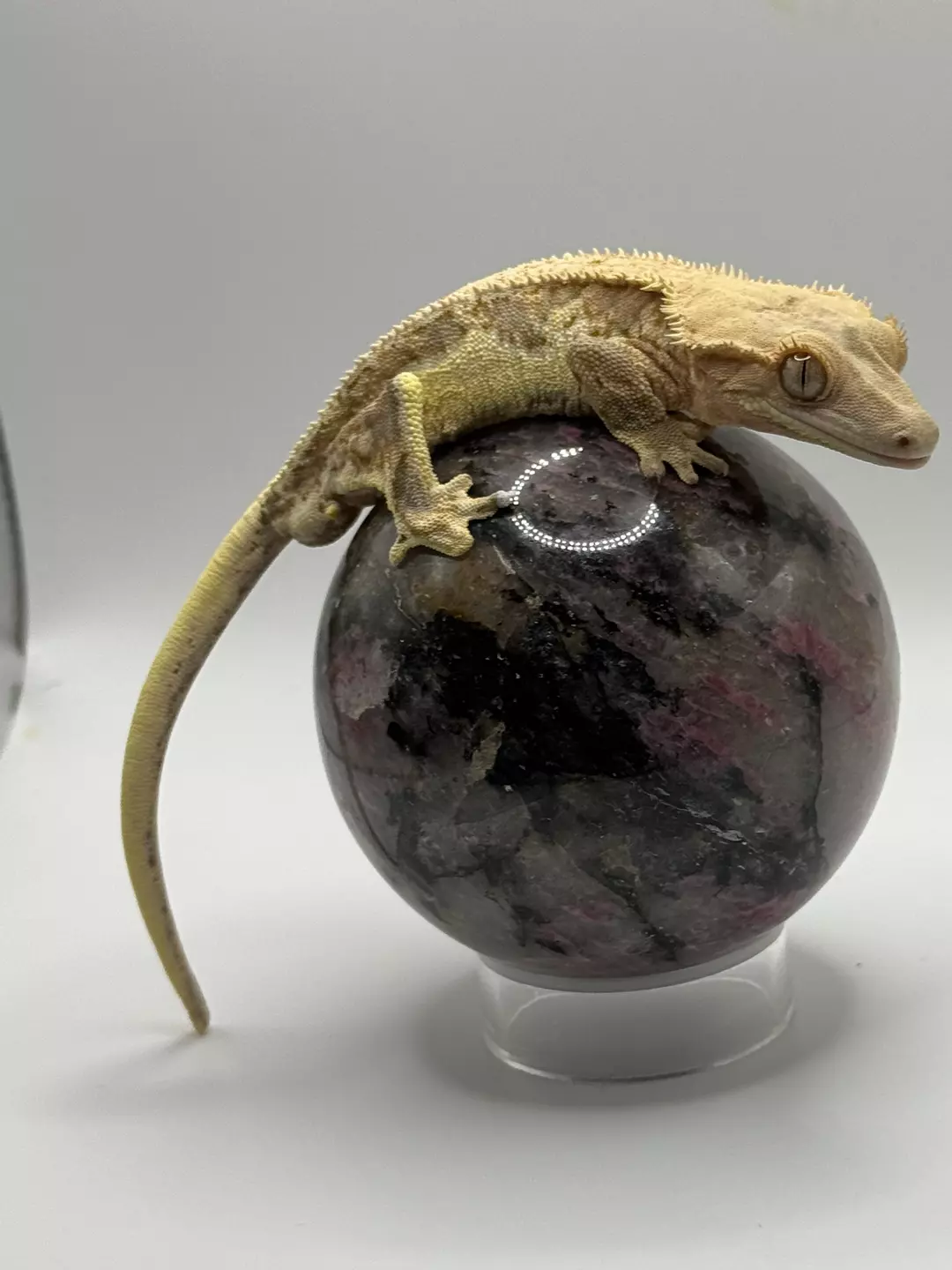 Het Ax Lilly White male thumbnail