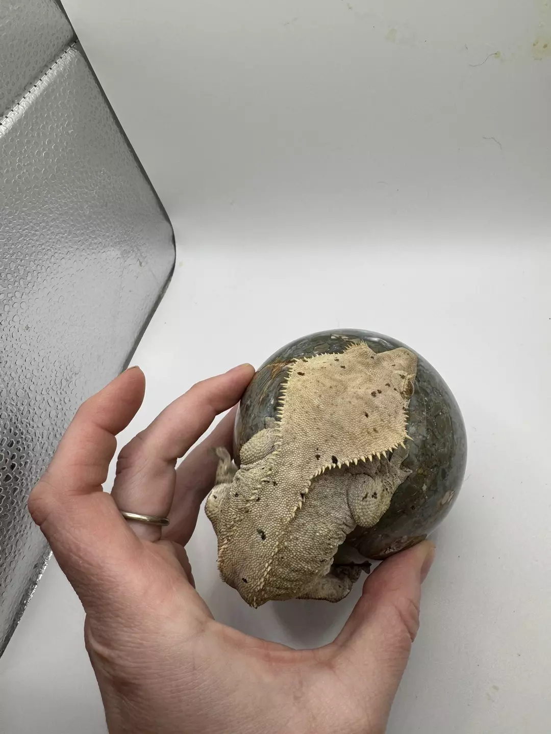 Rtb Dal female thumbnail