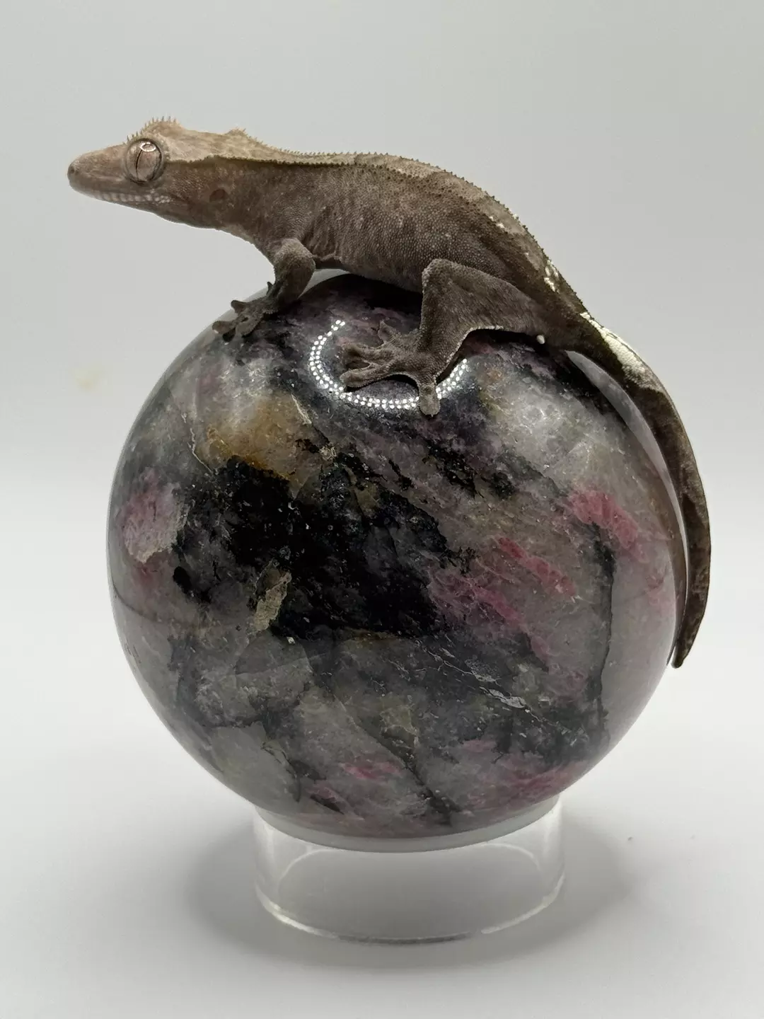 Visual Ax prob male thumbnail