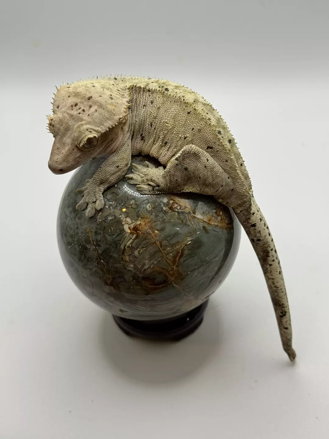 Rtb Dal Female thumbnail