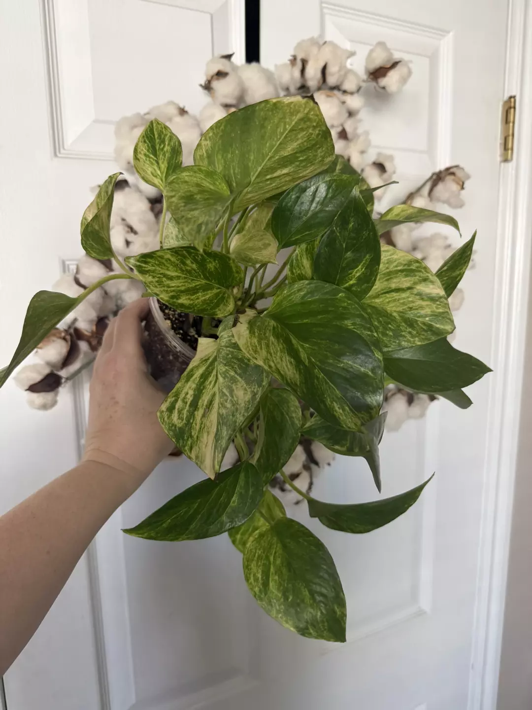 Pothos Neon Queen large thumbnail