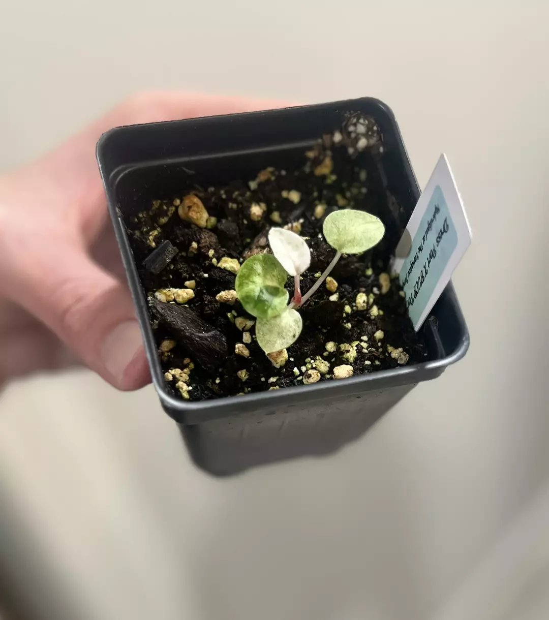 Variegated Dress Port X BVEP Port thumbnail