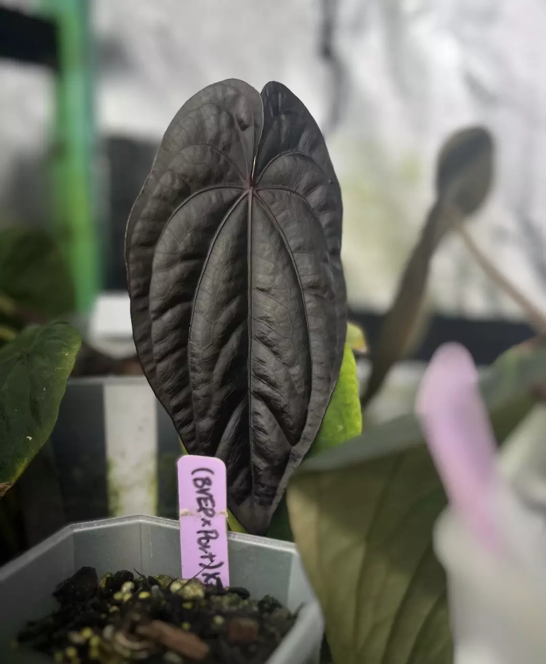 Bottom cut*** windy dress x rg narrow thumbnail