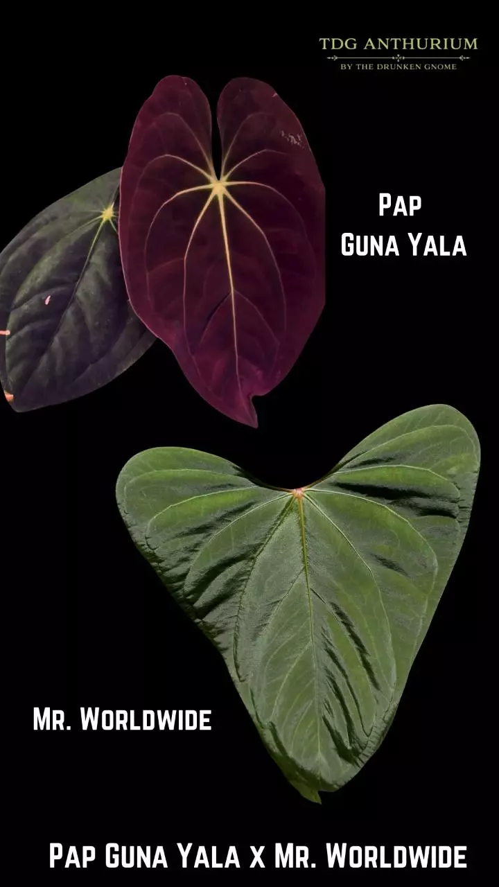 Pap Guna Yala x Mr. WorldWide Growers Choice thumbnail