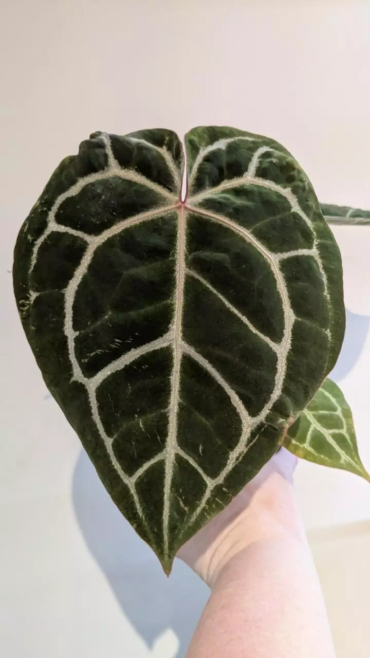 Barry NoID x Michelle Zara thumbnail