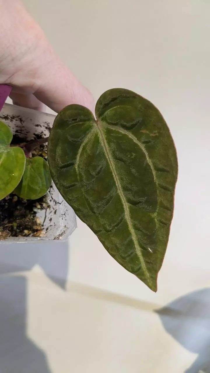 Small blueberry clone thumbnail