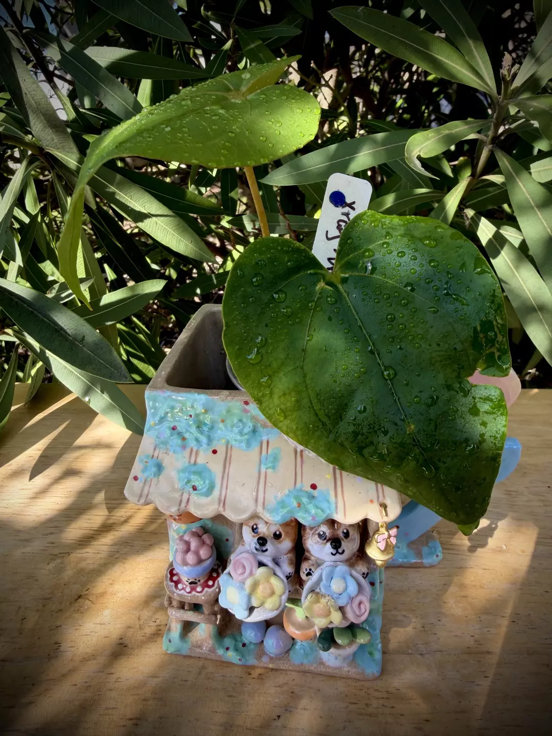 XRay x Dressleri 0590 thumbnail