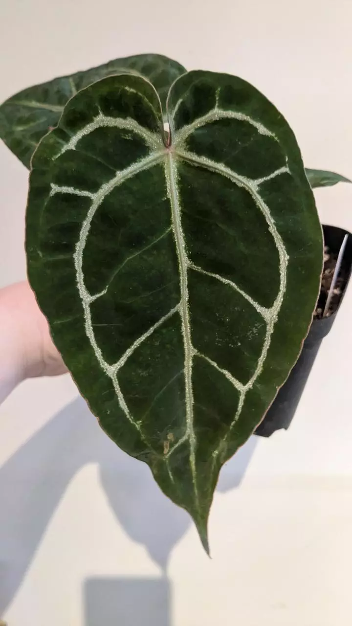 Barry NoID x Michelle Zara thumbnail