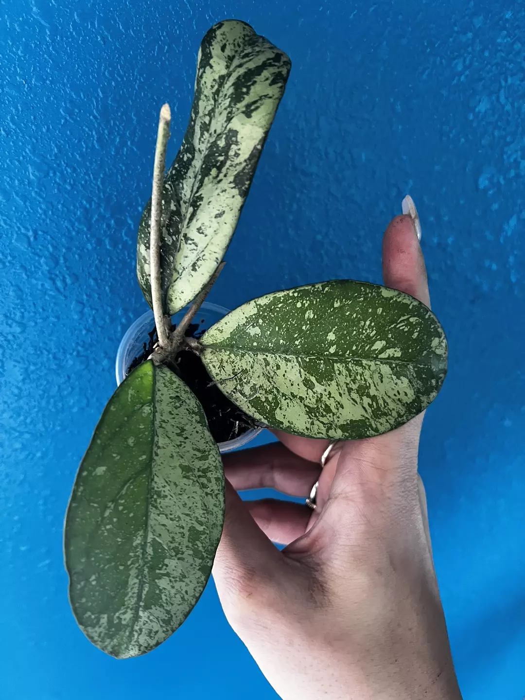 Hoya Meena thumbnail