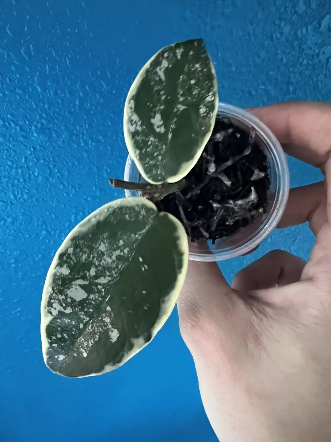 Hoya Krimson Queen Splash thumbnail