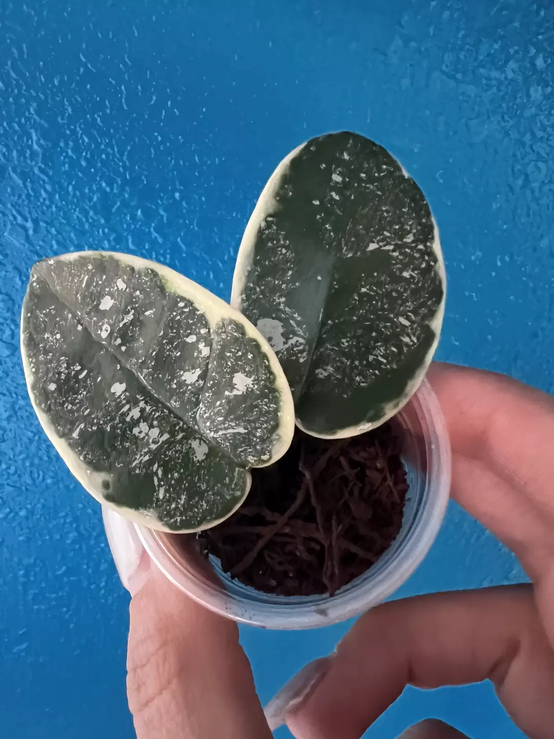 Hoya Krimson Queen Splash thumbnail