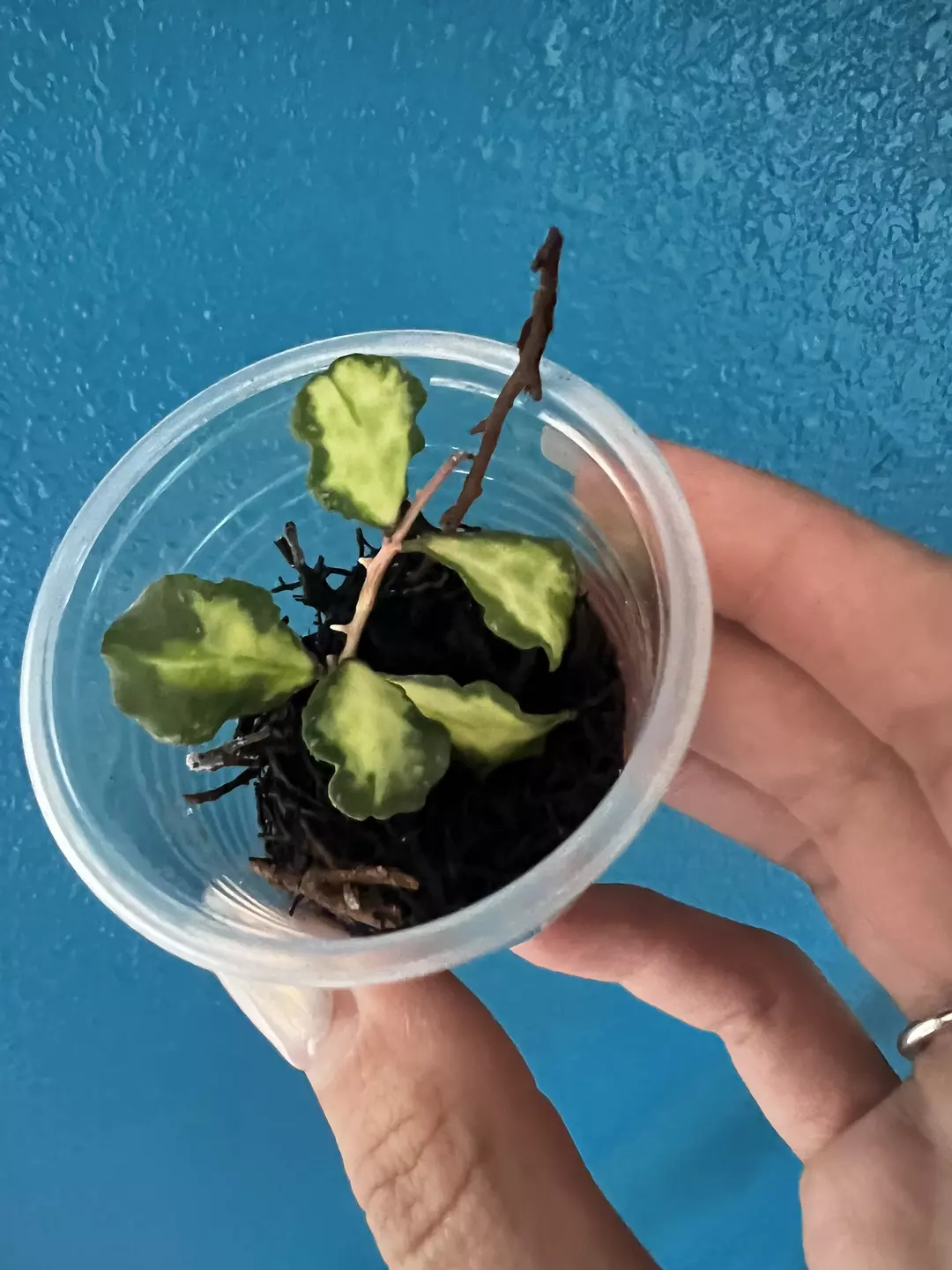 Hoya Kanyakumarina Var thumbnail