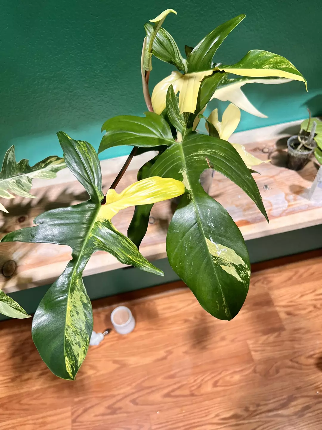 Florida Beauty thumbnail