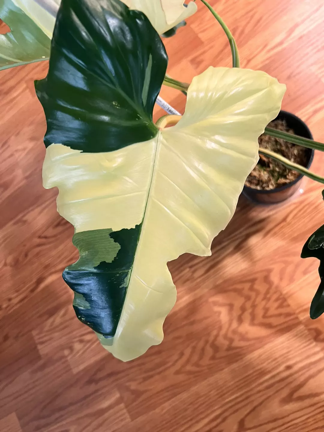 Philodendron Golden Dragon thumbnail